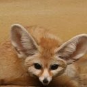 bigearfox.jpeg
