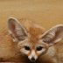 bigearfox.jpeg