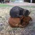 cat-dog.jpg