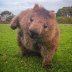cute_wombat.jpg