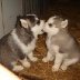 dogs.jpeg