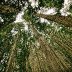 tall_trees