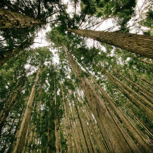 tall_trees
