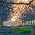 tree_barn